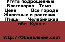 Утята подрощенные “Благоварка“,“Темп“ › Цена ­ 100 - Все города Животные и растения » Птицы   . Челябинская обл.,Куса г.